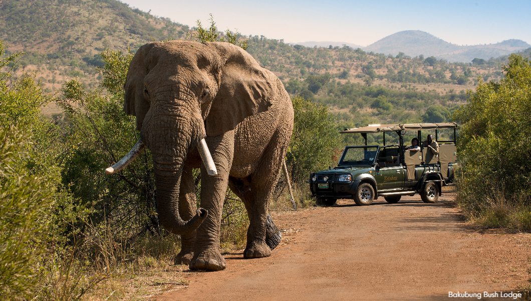 Game Drive elephant Bakubung Bush Lodge